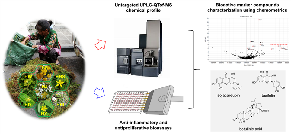 生命与环境科学学院教师团队在金丝桃属植物民族药研究中再次取得新进展