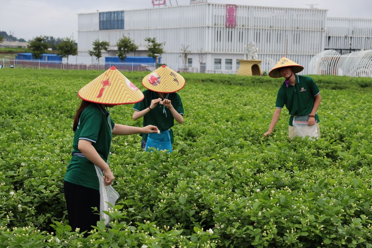 知行中华 | 行走花田，同音筑梦 实践团赴横州市调研茉莉花产业振兴路