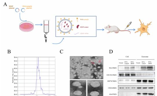 《Research》发表ag真人试玩程勇团队开发工程化外泌体技术结合基因治疗缓解抑郁症的研究成果