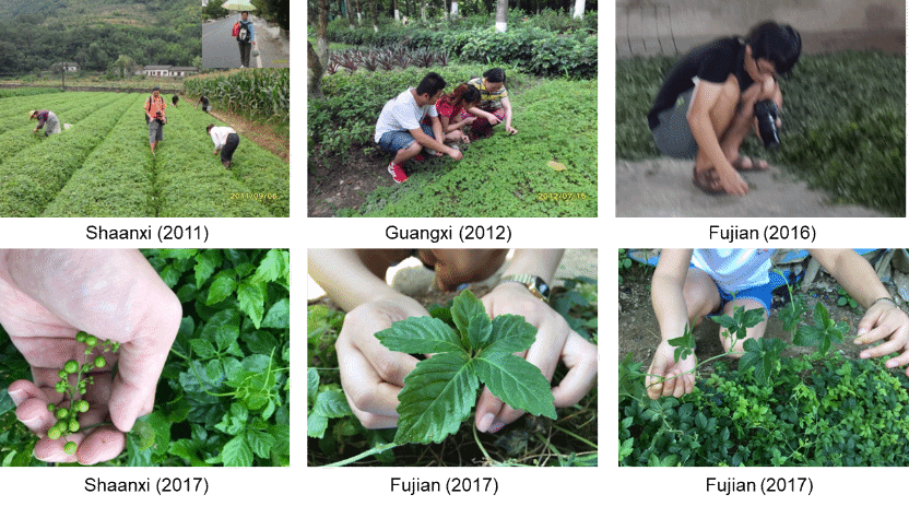 药学院朴香兰团队 | 深挖绞股蓝皂苷奥秘，守护民族药事业